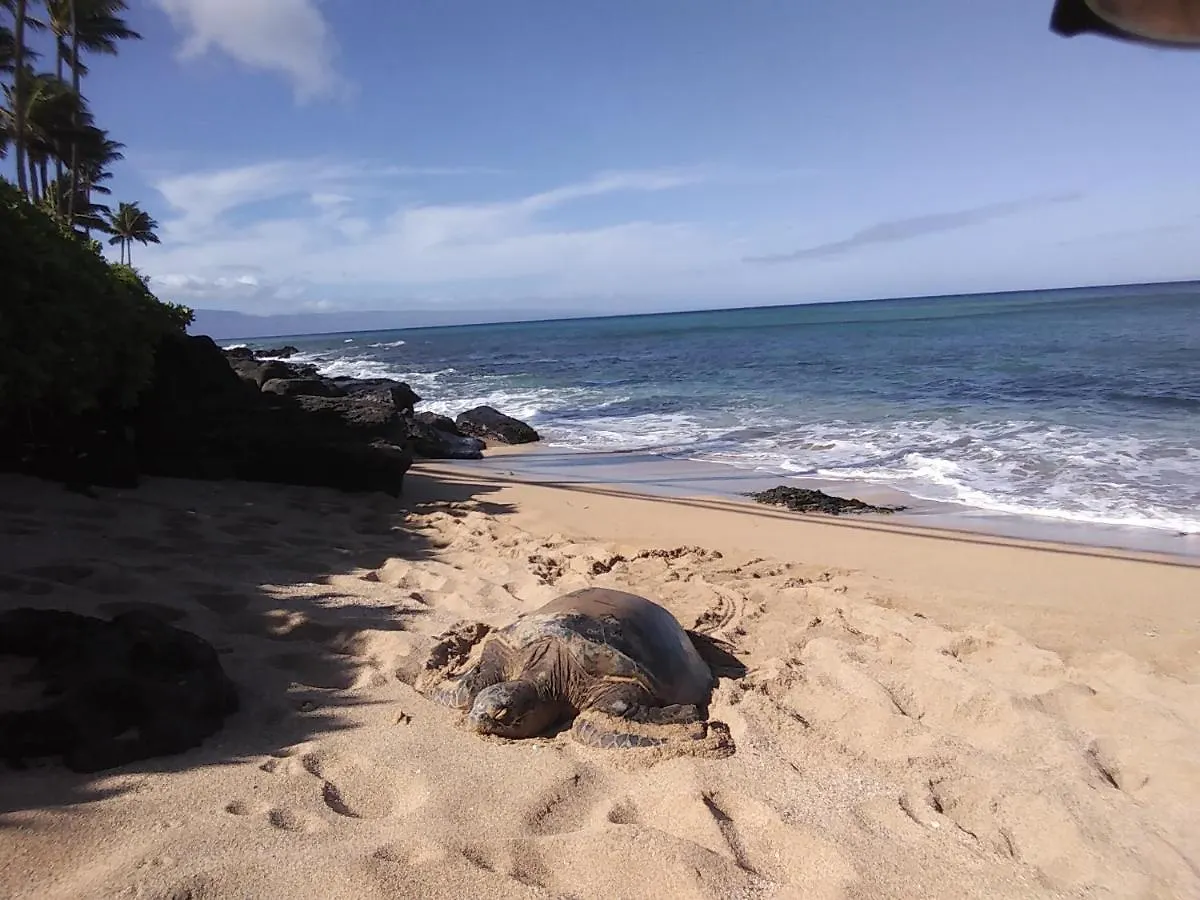 Kahana Beach Resort 3*,  USA